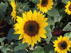 Image result for Perennial Sunflower