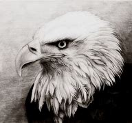 Image result for Pencil Drawings of Bald Eagles