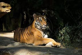 Image result for Orange Bengal Tiger Beautiful
