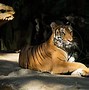 Image result for Light Orange Bengal Tiger