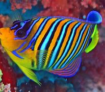 Image result for Pretty Saltwater Fish