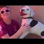 Image result for Lab Pitbull Pointer Mix