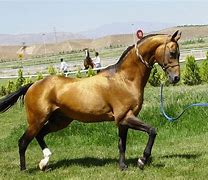 Image result for Turkistan Horse