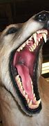 Image result for Tasmanian Tiger Teeth