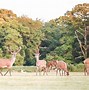 Image result for New Forest Campsites
