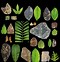 Image result for Fossilized Plants