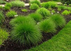 Image result for 3 Gallon - Maiden Grass - Low-Maintenance And Elegant Ornamental Grass