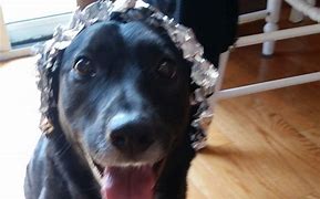 Image result for Dog with Tin Foil Hat