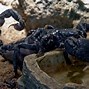Image result for Freshly Hatched Scorpion Babies