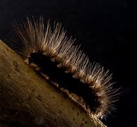Image result for Brown Fuzzy Caterpillar