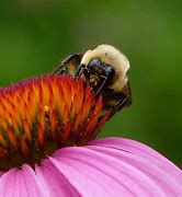 Image result for Cute Bumble Bee Face