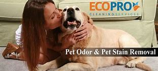 Image result for Pet Odor Stains Removal