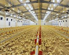 Image result for Chicken Factory Farm