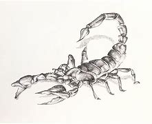 Image result for Blue Scorpion Art