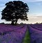 Image result for purple flower landscape