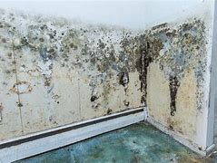 Image result for Mould Growing On Metal