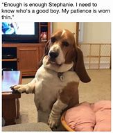 Image result for Rhetorical Question About Dogs