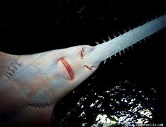 Image result for Saw Head Shark
