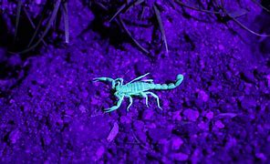 Image result for House Scorpion