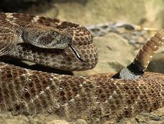 Image result for Snake Rattlesnake