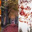 Image result for Fall Leaves Phone Background