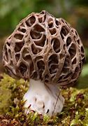 Image result for Crazy Mushrooms