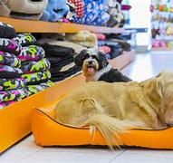 Image result for Pet Store Dogs