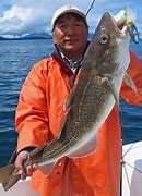 Image result for Atlantic Cod
