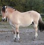 Image result for Weird Horse Breeds