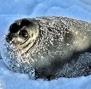 Image result for Baikal Seal