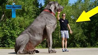 Image result for Biggest Dog Ever
