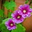 Image result for Holly Plants in Containers