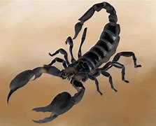 Image result for Scorpion Head Drawing