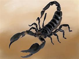 Image result for Scorpion Drawing Art