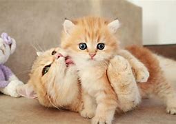 Image result for Cute Cat Play