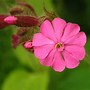 Image result for Perennial Flowers for Sun