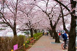 Image result for Yeongdeungpo Yeouido Spring Flower Festival