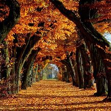 Image result for Fall iPad Backgrounds