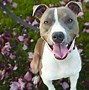 Image result for Cool Pitbull Dog Wallpapers