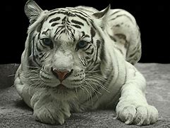 Image result for Tiger White Background