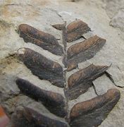 Image result for Fossilized Plants