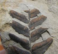 Image result for Plant Fossils