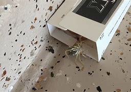 Image result for Scorpion Trap