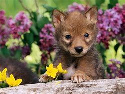 Image result for Cool Baby Wolves