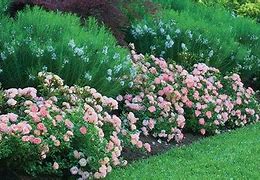 Image result for Apricot Drift® Rose, 1 Gal- Cold Hardy Rose with Long Growing Season