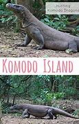 Image result for Komodo Dragon Hunting