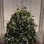Image result for Fraser Fir Christmas Tree
