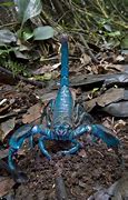 Image result for Blue Emperor Scorpion