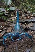 Image result for Real Blue Scorpion