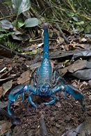 Image result for Blue Scorpian